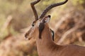 Oxpeckers cleaning impala