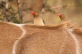 Oxpeckers on kudu