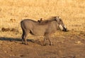 Oxpeckers sitting on a warthog, Namibia