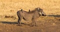 Oxpeckers sitting on a warthog, Namibia