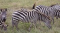 Oxpeckers On Zebra-Back Royalty Free Stock Photo