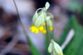Oxslip, yellow flower in spring, close-up Royalty Free Stock Photo