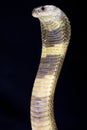 Oxus cobra (Naja oxiana)