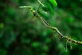 Oxybelis brevirostris, Cope`s short-nosed Vine Snake, red snake in the green vegetation. Forest reptile in habitat, on the tree b