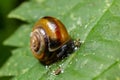 Oxychilus alliarius , commonly known as the garlic snail or garlic glass-snail