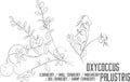 Oxycoccus palustris plant contour vector illustration