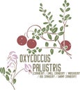 Oxycoccus palustris plant silhouette in color image vector illustration