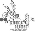 Oxycoccus palustris plant silhouette vector illustration