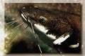 Oxydoras black or Blue-eyed catfish. Imitation of a picture. Oil paint. Rendring