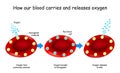 Oxygen and Hemoglobin. Red blood cells with hemoglobin molecule