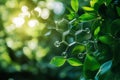 Oxygen molecules forming amid lush green leaves in natural process Royalty Free Stock Photo