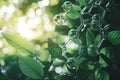 Oxygen molecules forming amid lush green leaves in natural process Royalty Free Stock Photo