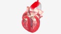 Oxygen-poor blood from the body enters your heart through two large veins called the superior and inferior vena cava