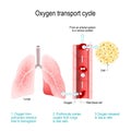 Oxygen transport cycle. Gas exchange in the lung Royalty Free Stock Photo