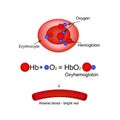 Oxyhemoglobin. Hemoglobin carries oxygen. Infographics. Vector illustration