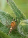 OxyopesÂ is aÂ genusÂ ofÂ lynx spidersÂ found worldwide. It includes arounds 300Â species Royalty Free Stock Photo