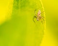 A Oxyopes javanus Spider resting Royalty Free Stock Photo