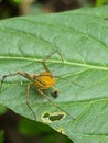 Oxyopes salticus on a leaf in a city park