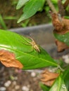 Oxyopes salticus sleeps and waits for prey on the leaves