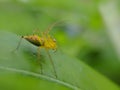 Oxyopes salticus is a species of lynx spider, commonly known as the striped lynx spider, first described by Hentz in 1845.