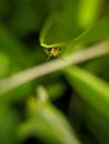 Oxyopes salticus is a species of lynx spider, commonly known as the striped lynx spider, first described by Hentz in 1845.