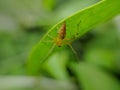 Oxyopes salticus is a species of lynx spider, commonly known as the striped lynx spider, first described by Hentz in 1845.