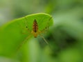 Oxyopes salticus is a species of lynx spider, commonly known as the striped lynx spider, first described by Hentz in 1845.