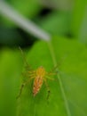 Oxyopes salticus is a species of lynx spider, commonly known as the striped lynx spider, first described by Hentz in 1845.