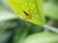 Oxyopes salticus is a species of lynx spider, commonly known as the striped lynx spider, first described by Hentz in 1845.