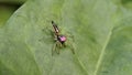 Oxyopes salticus. Striped lynx spider