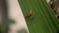 Oxyopes salticus. Striped lynx spider. lynx spider