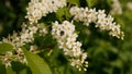 Oxythyrea funesta on bird cherry flowers