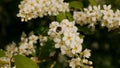 Oxythyrea funesta on bird cherry flowers