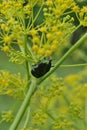 Oxythyrea funesta (Cetonia aurata) Golden is a large green beetle, enemy florists