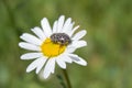 Oxythyrea funesta on chamomile,Spring beetle Flower chafer on the flower eats pollen Royalty Free Stock Photo