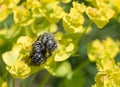 Oxythyrea funesta. Close-Up picture of two rose chafer bugs. Royalty Free Stock Photo