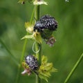 Oxythyrea funesta feeding in a meadow clary. Royalty Free Stock Photo