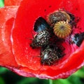 Oxythyrea funesta and Tropinota squalida in a red poppy Royalty Free Stock Photo