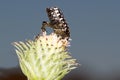 Oxythyrea funesta / White-spotted Rose Beetle