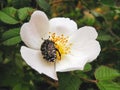 Oxythyrea Funesta on the wild rose flower