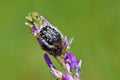 Oxythyrea sp , flower chafer beetle in green background