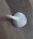 Oyester Mushroom leaf with transparent larvae on it's gills