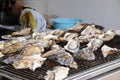 Oyster Royalty Free Stock Photo