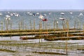 Oyster bed of LÃÂ¨ge-Cap-Ferret