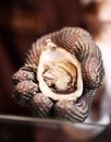 Oyster being prepared