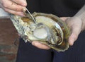 An oyster being seeded to make a pearl.