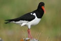 Oyster-catcher