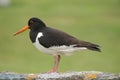 Oyster Catcher