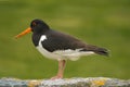 Oyster Catcher