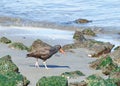 Oyster catcher bird walking on rocky beach Royalty Free Stock Photo